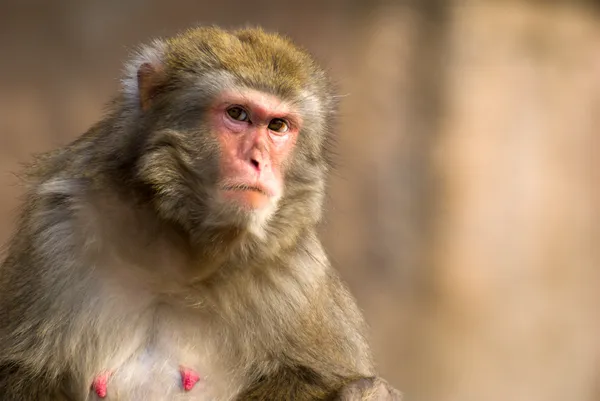 Stock image Macaque portrait