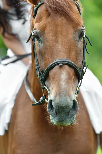 鼻の馬 — ストック写真