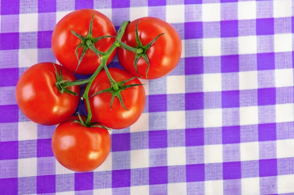 Zweig fünf Tomaten — Stockfoto