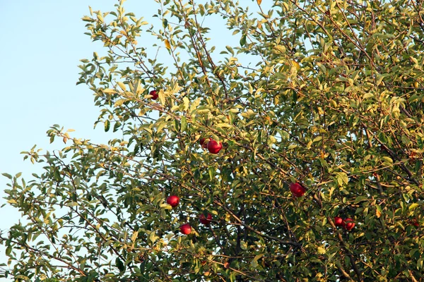 나무에 달린 사과 — 스톡 사진