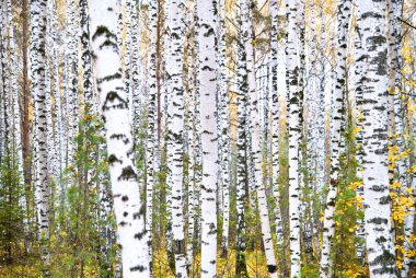 Autumn birch forest. October clipart