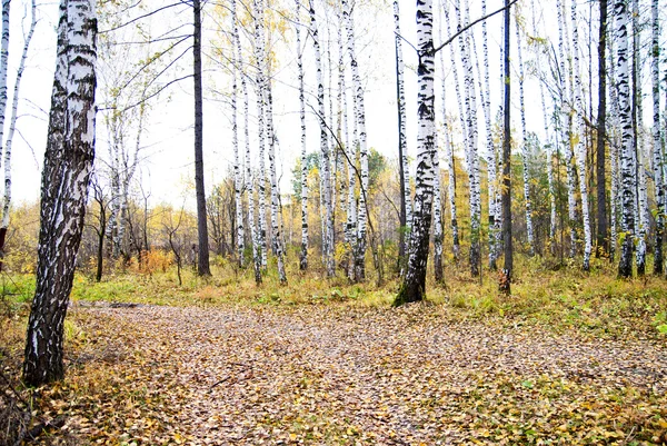 Podzimní březový les. říjen — Stock fotografie