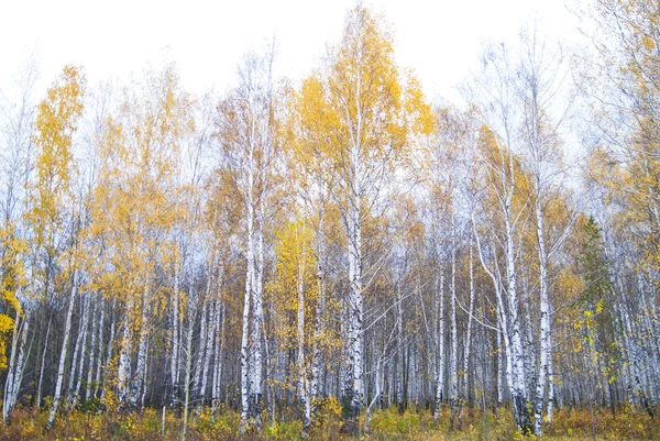 Autumn birch forest. October — Zdjęcie stockowe