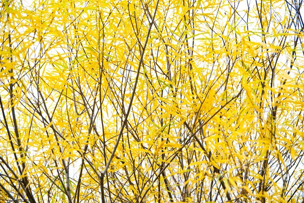 Branches jaune saule, automne — Photo