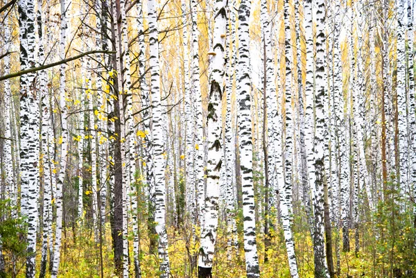 Autumn birch forest. October — Stock Photo, Image