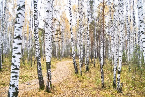 Höstens björkskog. oktober — Stockfoto