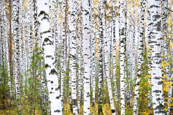 秋の白樺の森。10 月 — ストック写真
