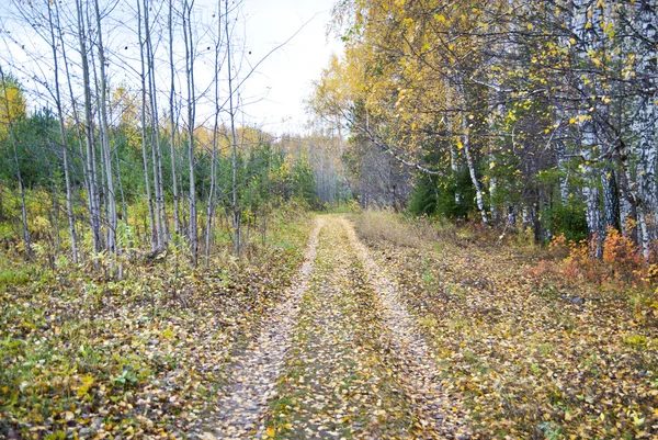 Strada rurale in un campo di autunno — Foto Stock