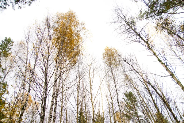 Podzimní březový les. říjen — Stock fotografie