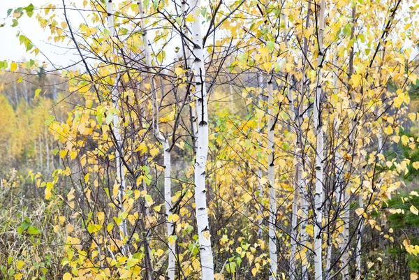 Autumn birch forest. October — Stock Photo, Image