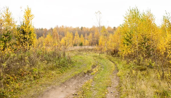 Грязная дорога в осеннем лесу — стоковое фото