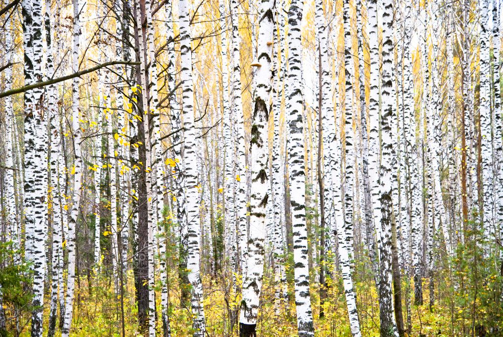 Digital Download Autumn Birch