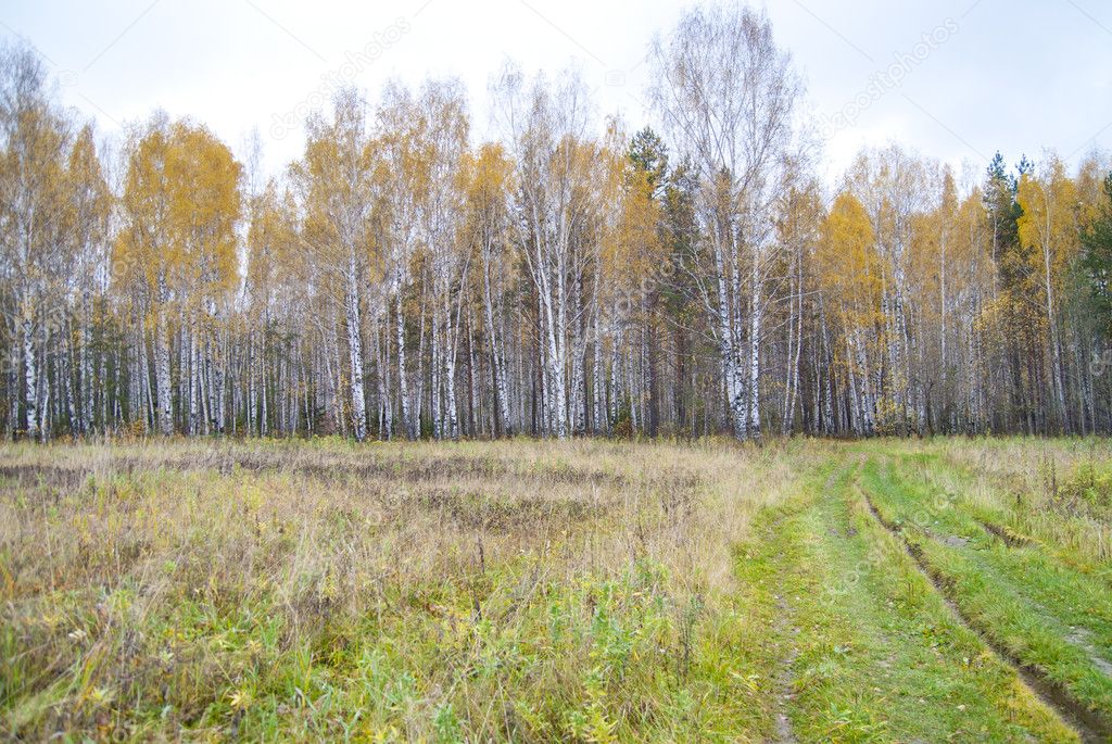 Rural road in a autumn field
