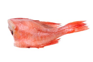 Red grouper on white background clipart