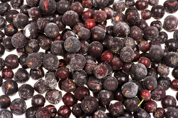 Chokeberry in ice on white background — Stock Photo, Image
