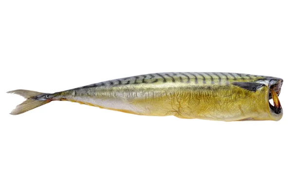 Smoked mackerel on white background — Stock Photo, Image