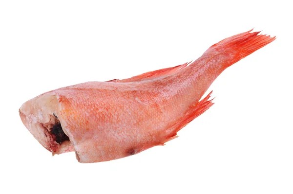 Red grouper on white close up — Stock Photo, Image