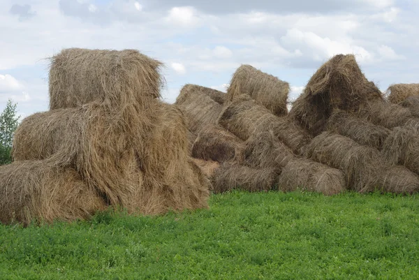 Солом'яні тюки на сільськогосподарських землях — стокове фото