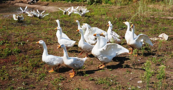 Bando de gansos domésticos — Fotografia de Stock