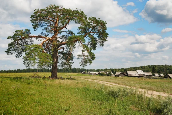 Trescientos pinos en las afueras del pueblo —  Fotos de Stock