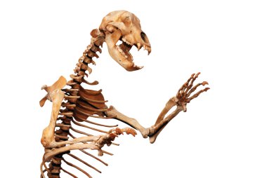 Skeleton of ursus spelaeus clipart