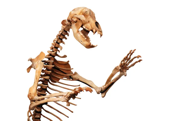 Ursus spelaeus csontváza — Stock Fotó