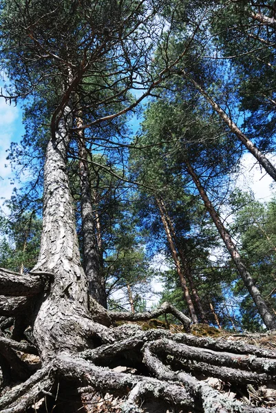Pino alto con radici arboree ricoperte, verticale — Foto Stock