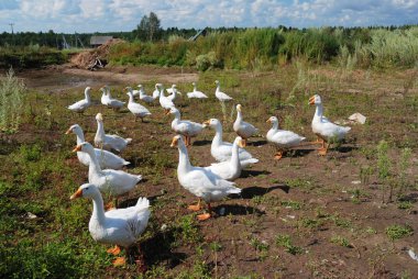 Flock of domestic geese clipart