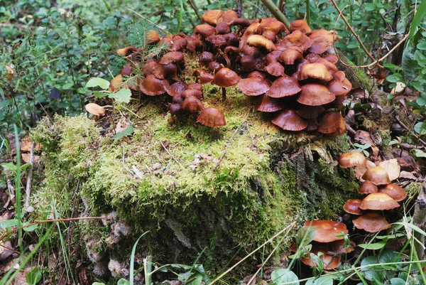 Mushrooms on a treestump — Stock Photo, Image