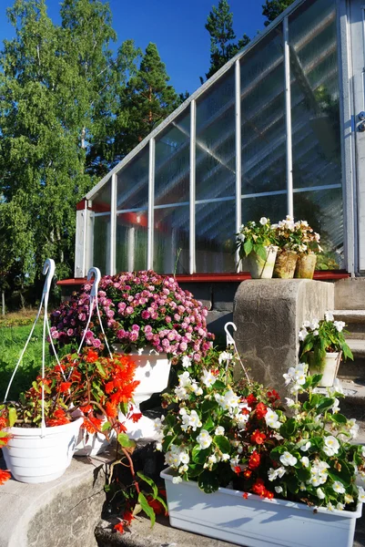 Flowers in pots next to a greenhouse — Stock Photo, Image