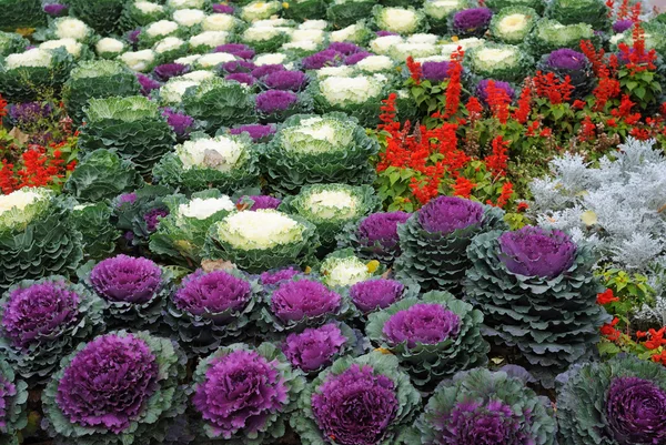 Letto con cavolfiori e fiori — Foto Stock