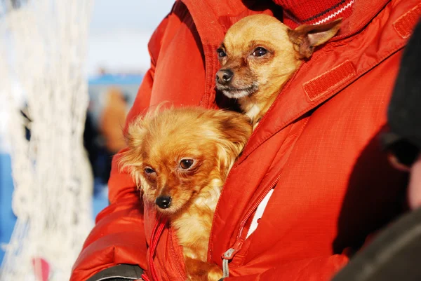 Due cani divertenti — Foto Stock