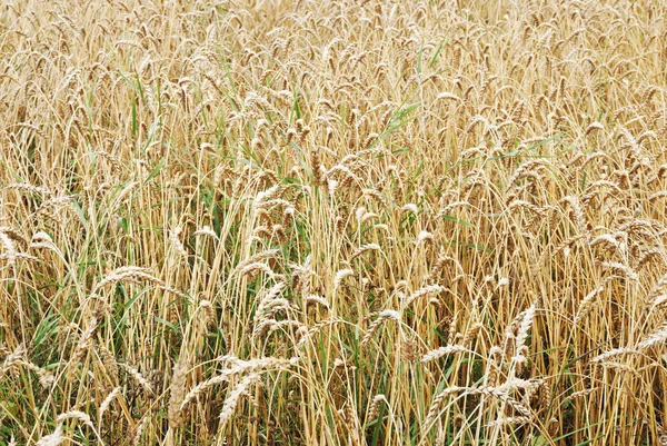 Campo de cultivo de milho maduro — Fotografia de Stock