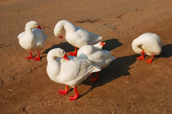 Bando de gansos domésticos — Fotografia de Stock
