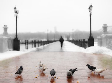 Pigeons at the bridge clipart