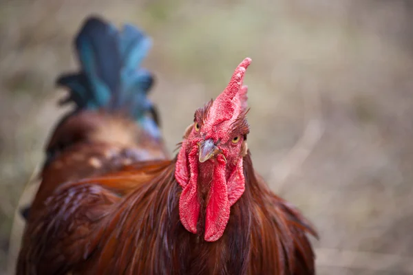Rooster portrait — Stock Photo, Image