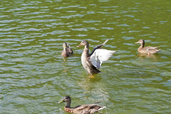 Ducks in water — Stock Photo, Image