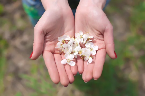 stock image Flowers in the hands of women