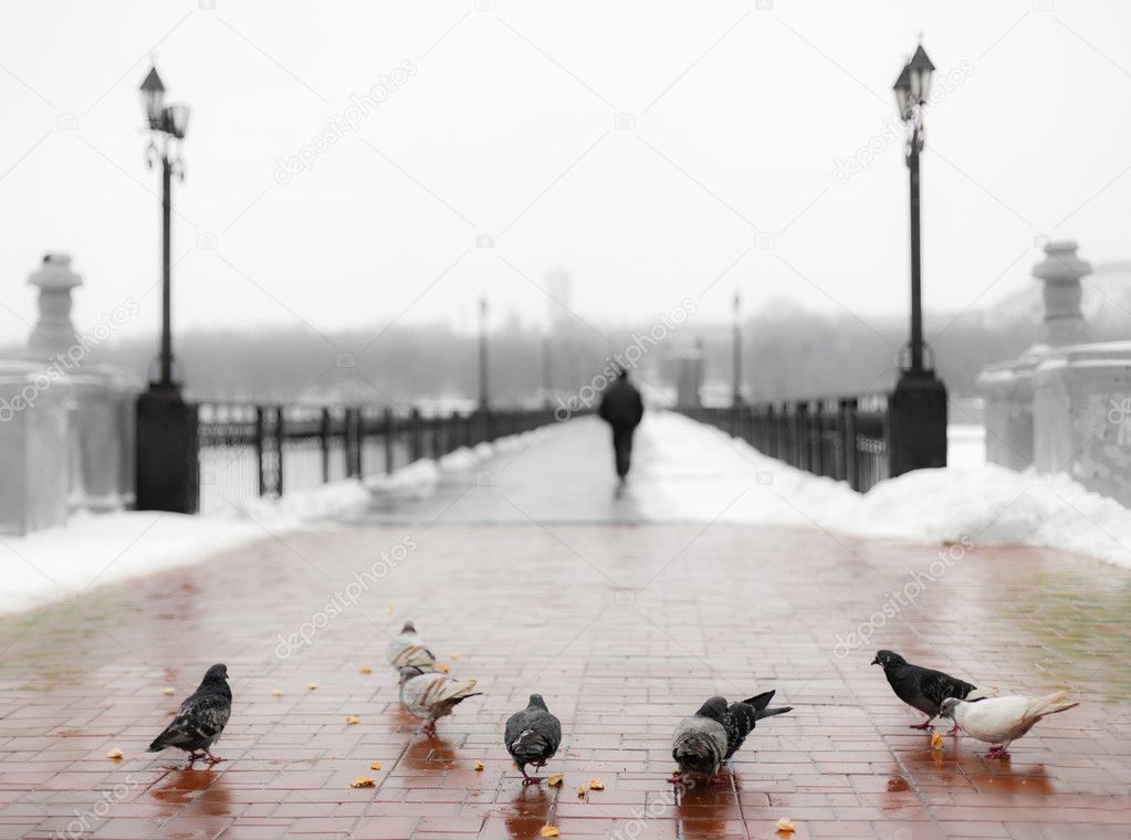 Pigeons at the bridge