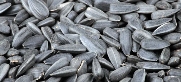 stock image Many of sunflower seeds background