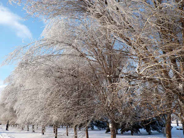 stock image Icing on tree