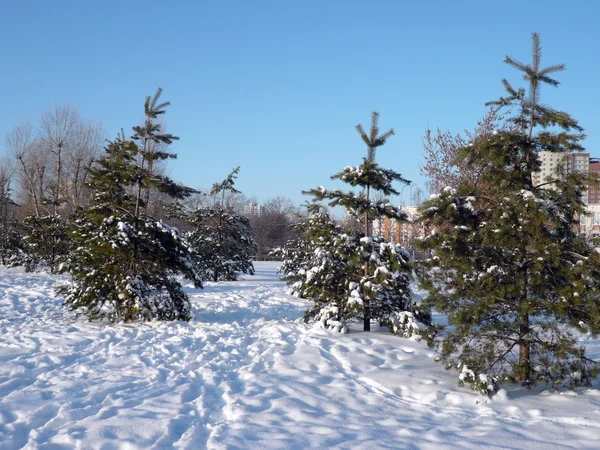 Fir tree at winter — Stock Photo, Image