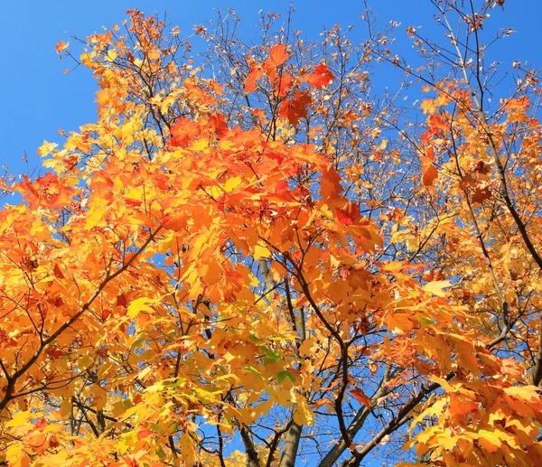 Sárga levelek, a fa — Stock Fotó