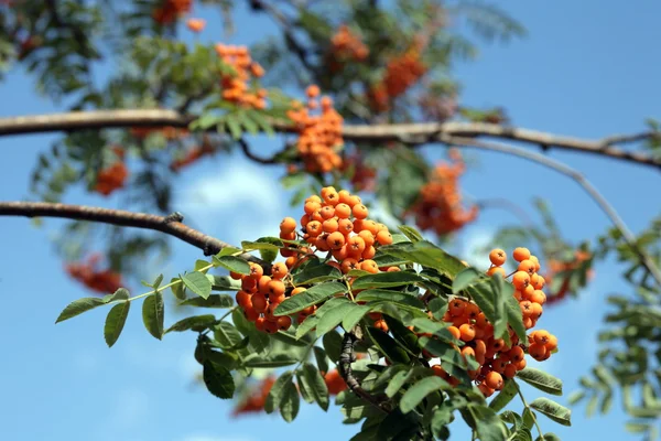 stock image Ashberry