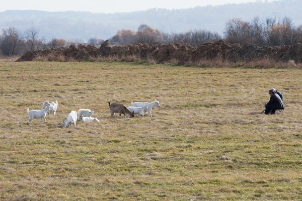 Pastores y cabras — Foto de Stock