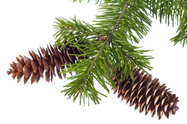 Fir-cones clipart