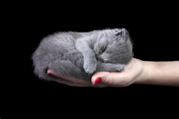 Piccolo gattino in mano — Foto Stock