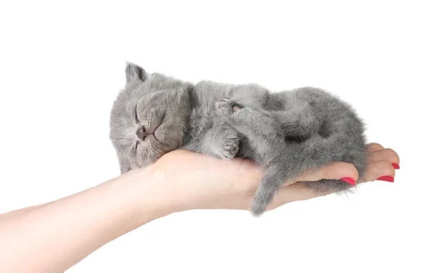 Piccolo gattino nelle mani — Foto Stock