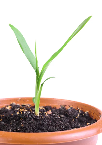Little green sprout in a flowerpot — Stock Photo, Image
