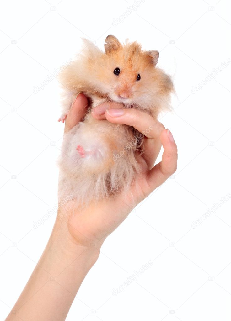 Funny Hamsters Images Royalty Free Stock Funny Hamsters Photos Pictures Depositphotos